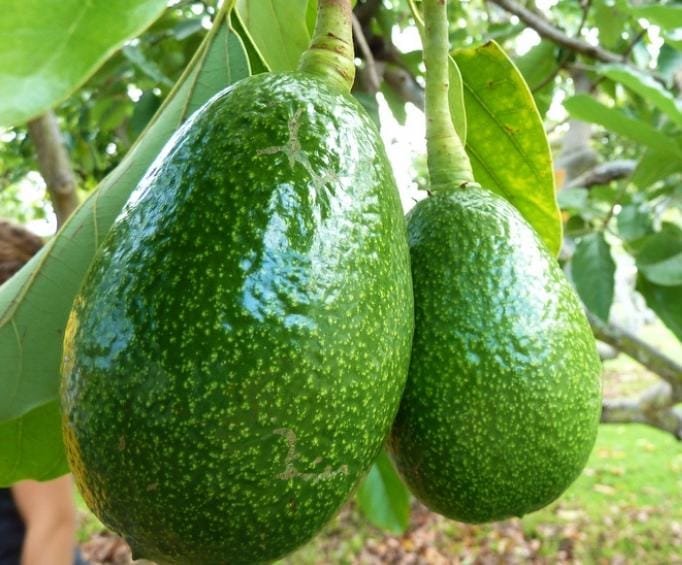 Avocado Plants Fertilizer - Image 3
