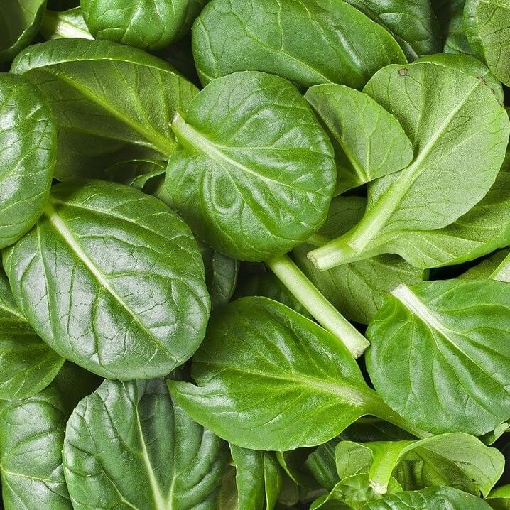 Spinach Baby – F1 Hybrid 550+ Seeds