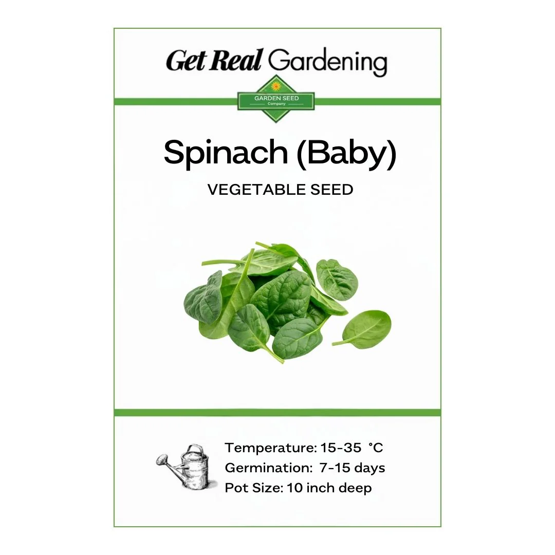 Spinach Baby – F1 Hybrid 550+ Seeds - Image 2
