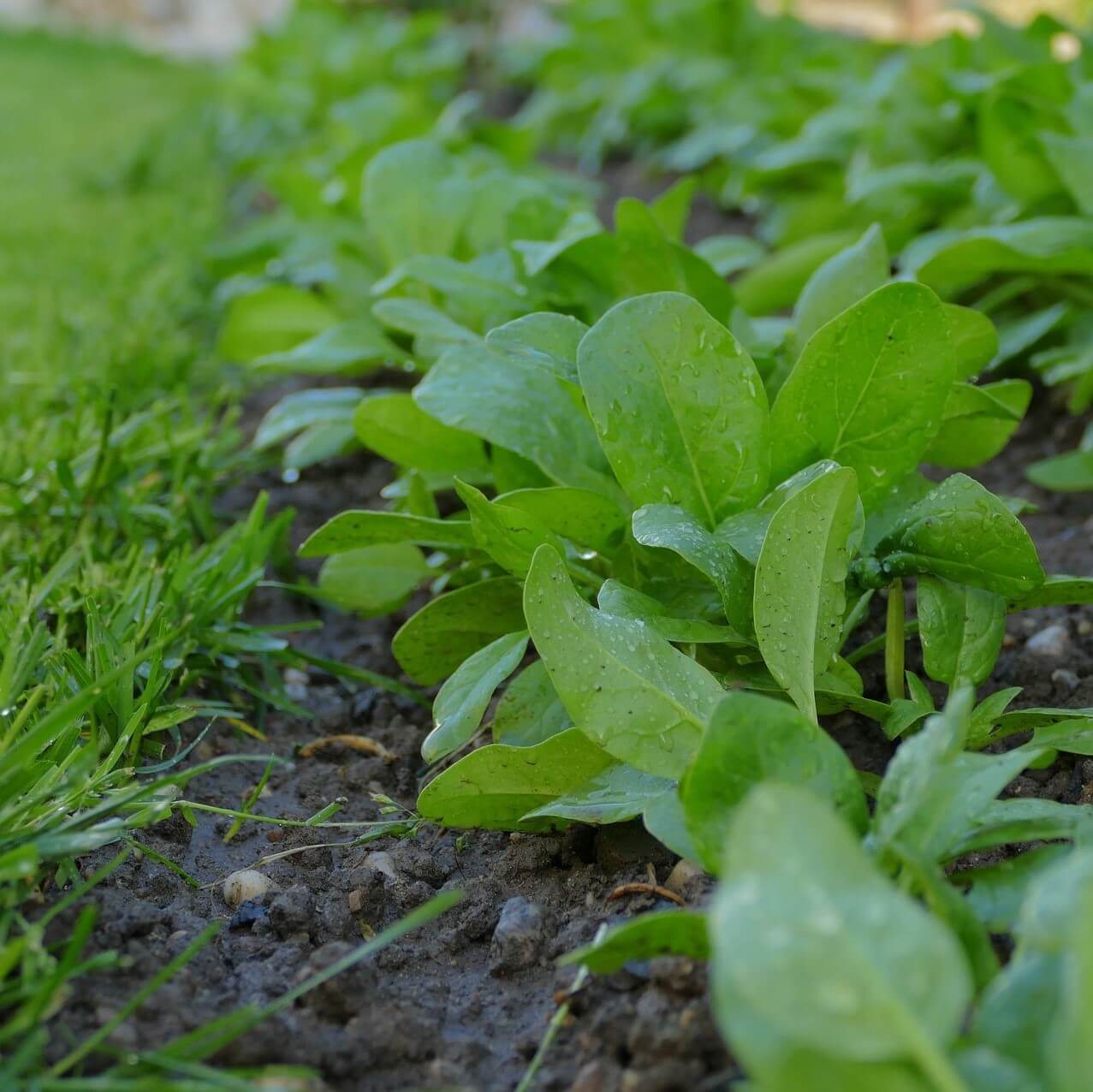 Spinach Baby – F1 Hybrid 550+ Seeds - Image 4
