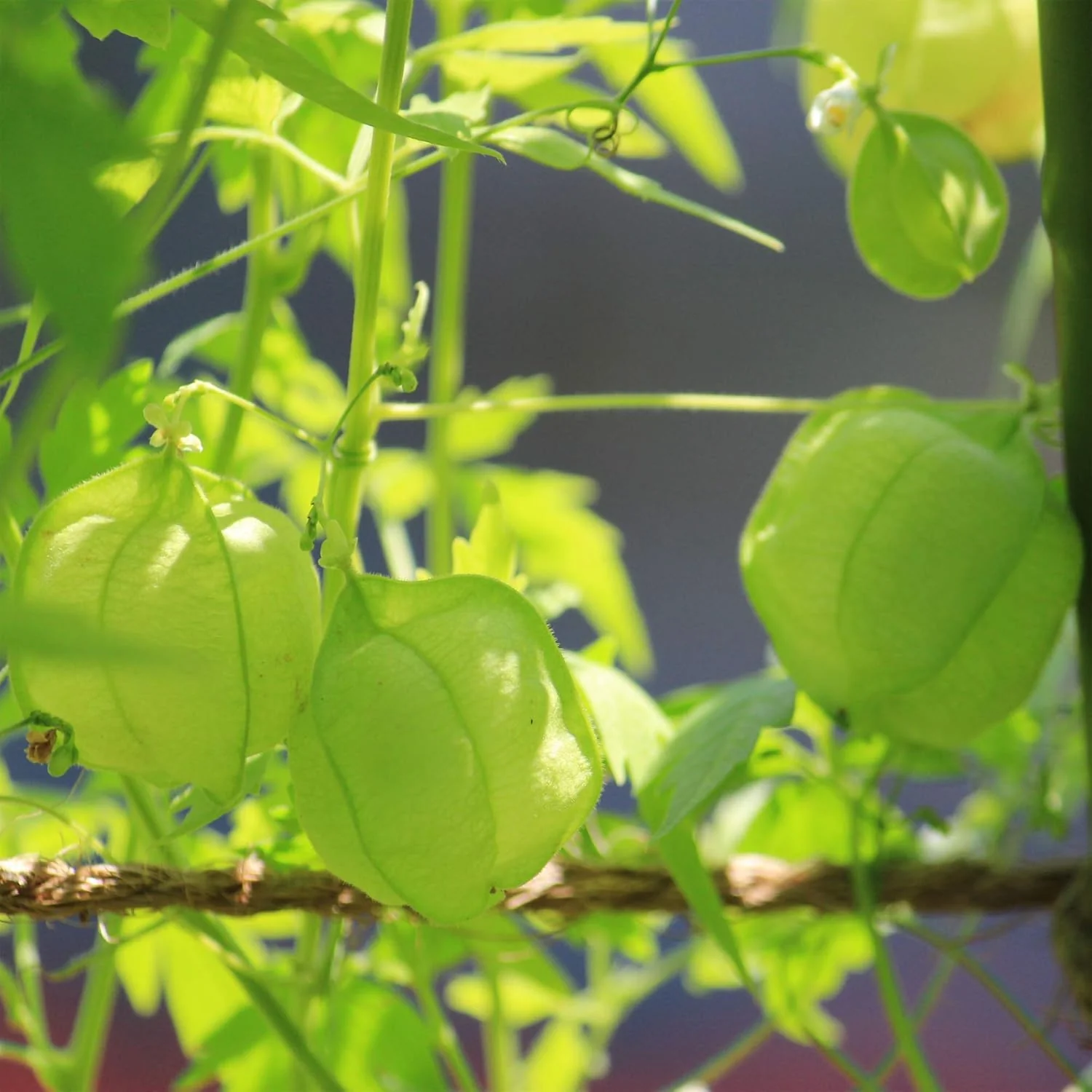 Balloon Vine – 10 Seeds - Image 3