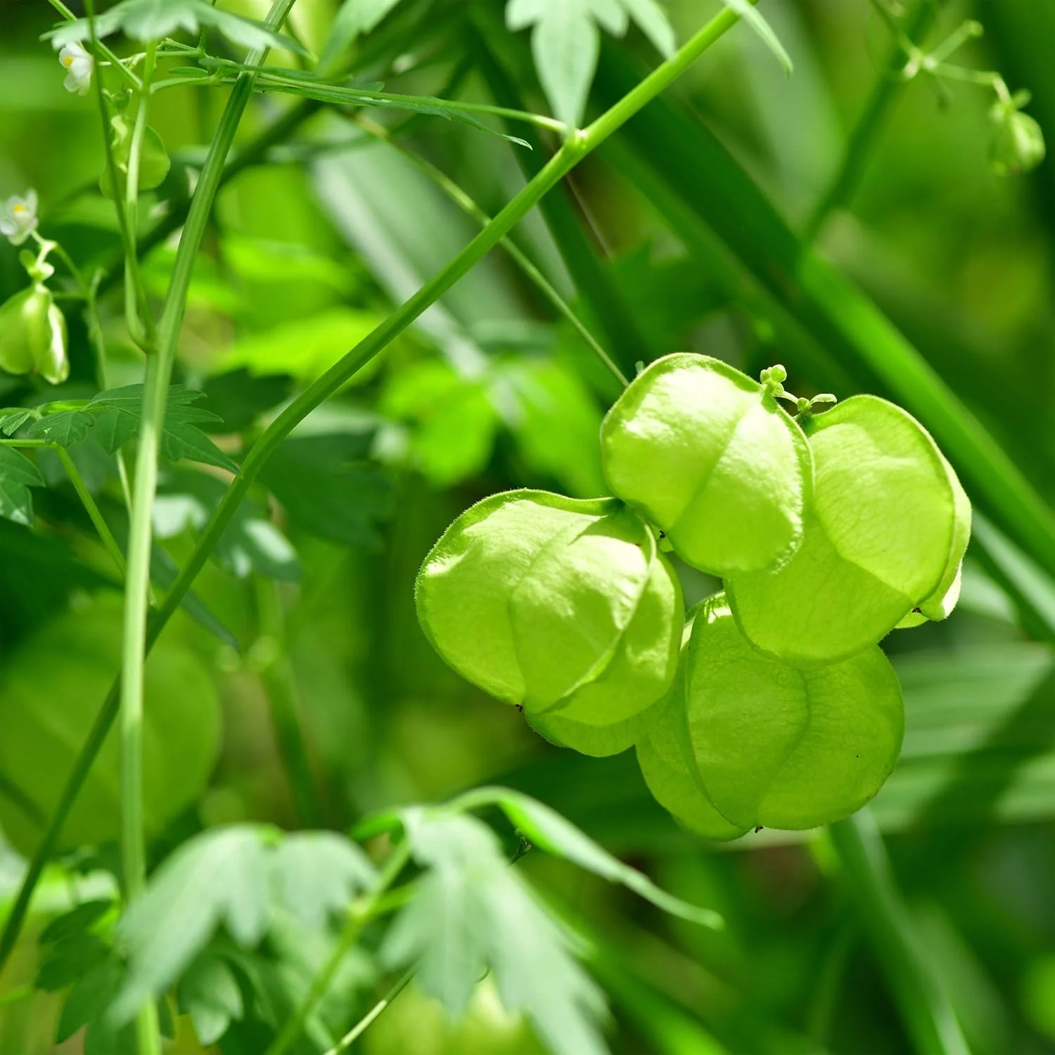 Balloon Vine – 10 Seeds - Image 4