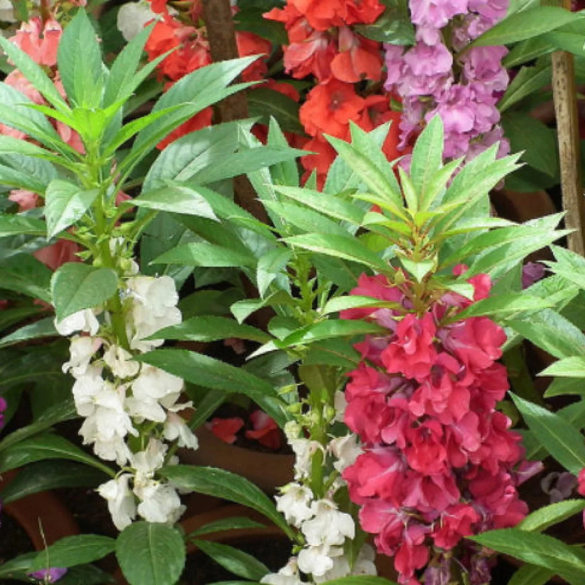 Balsam Bush Mix – 35+ Seeds