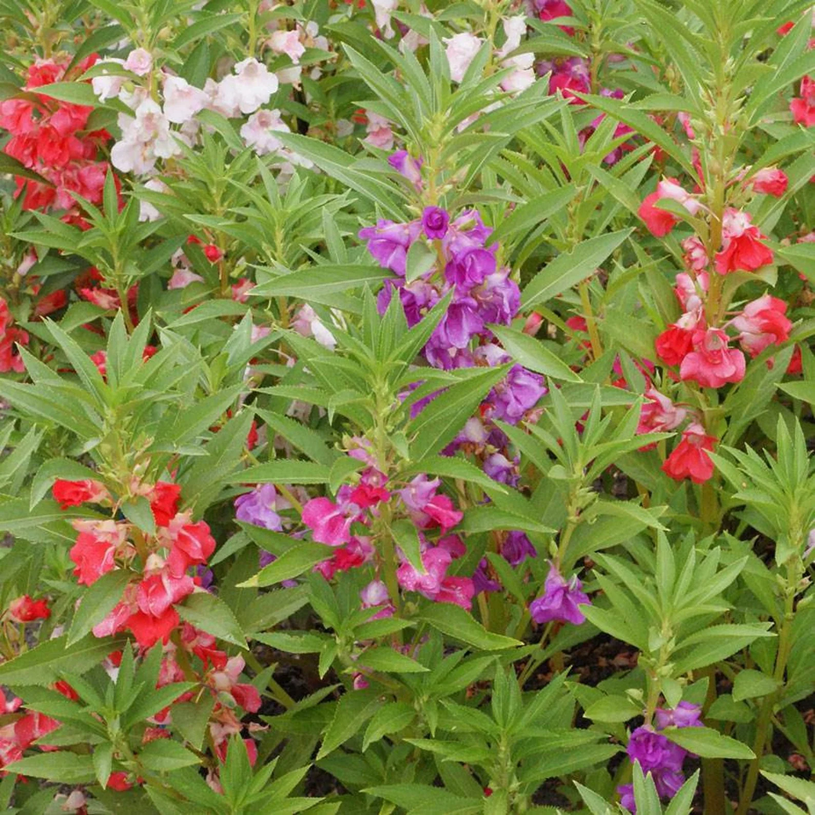 Balsam Bush Mix – 35+ Seeds - Image 3