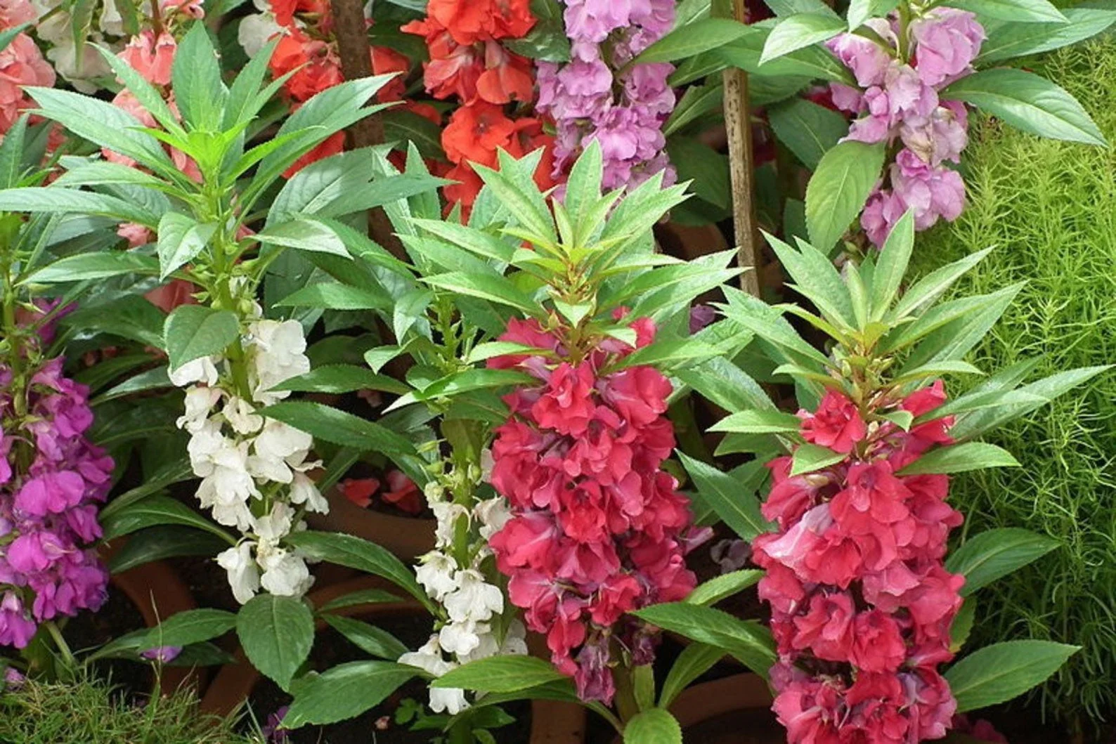 Balsam Bush Mix – 35+ Seeds - Image 4