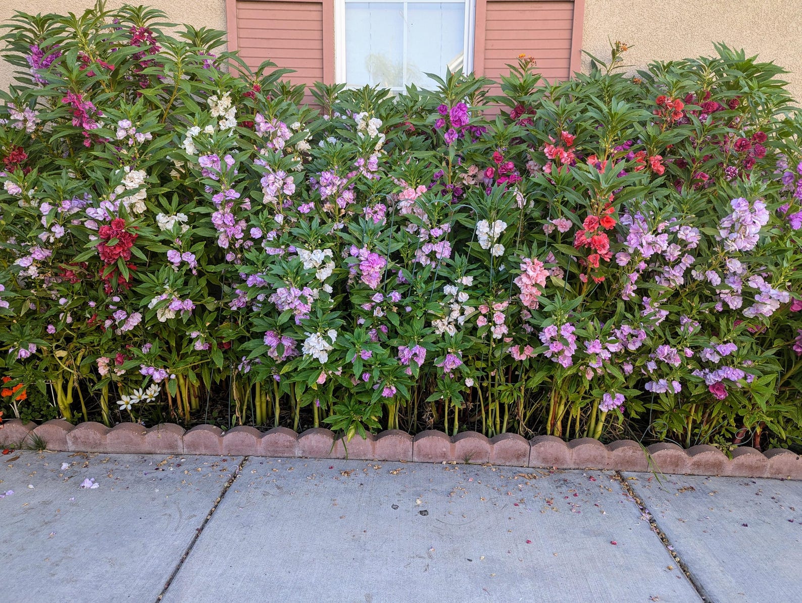 Balsam Bush Mix – 35+ Seeds - Image 5