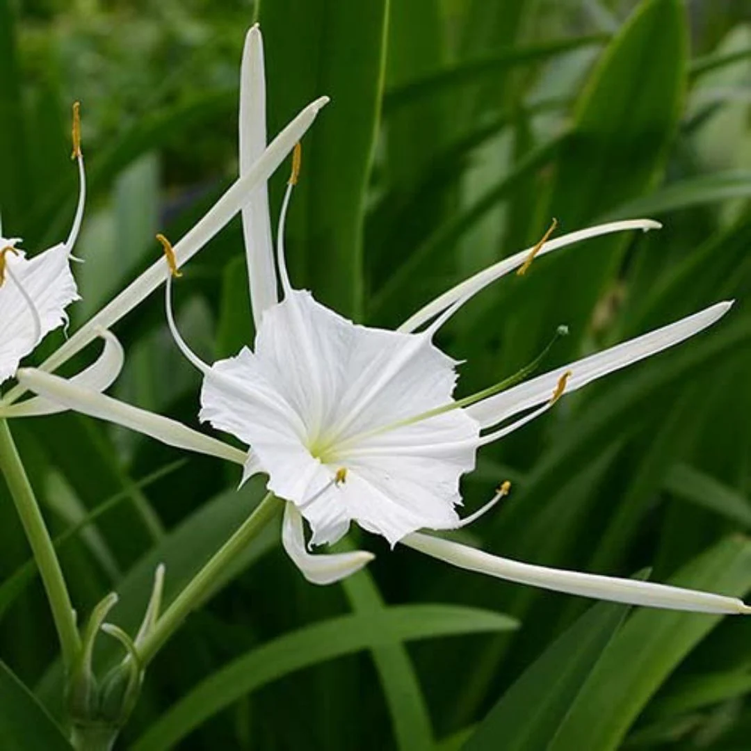 Beach Spider Lilly – Flower Bulbs - Image 3