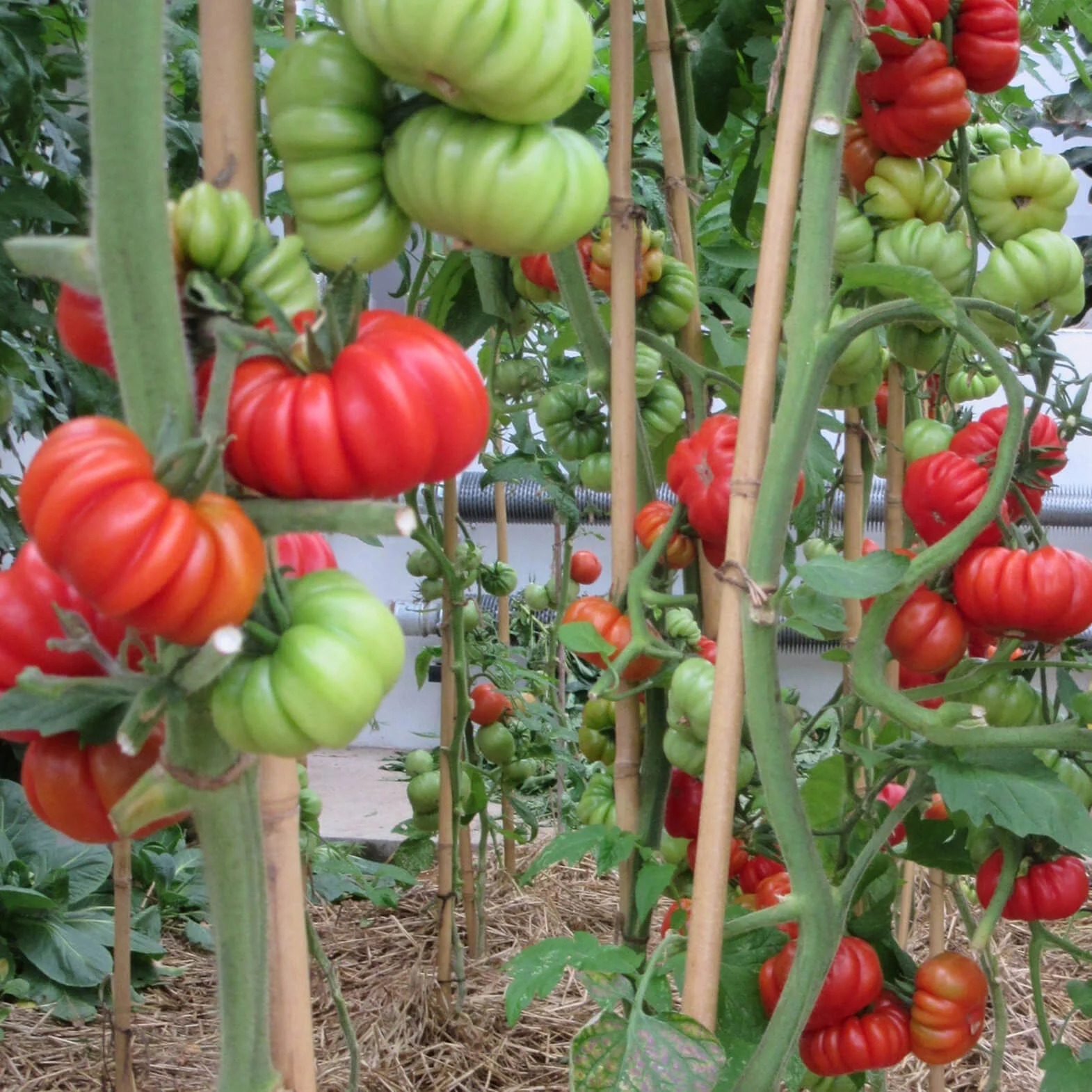 Tomato Beef (25+ Seeds) - Image 3
