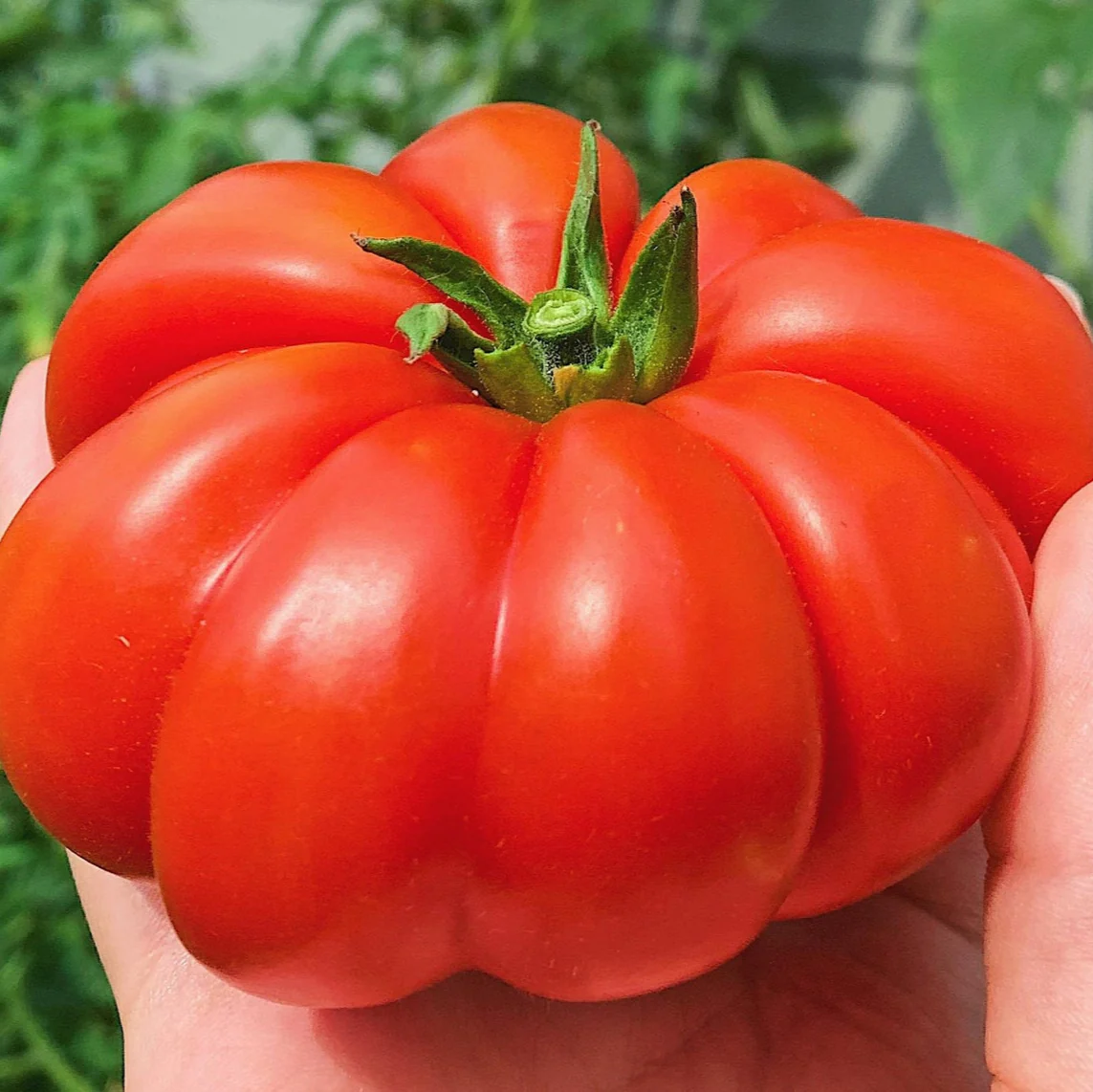 Tomato Beef (25+ Seeds) - Image 4