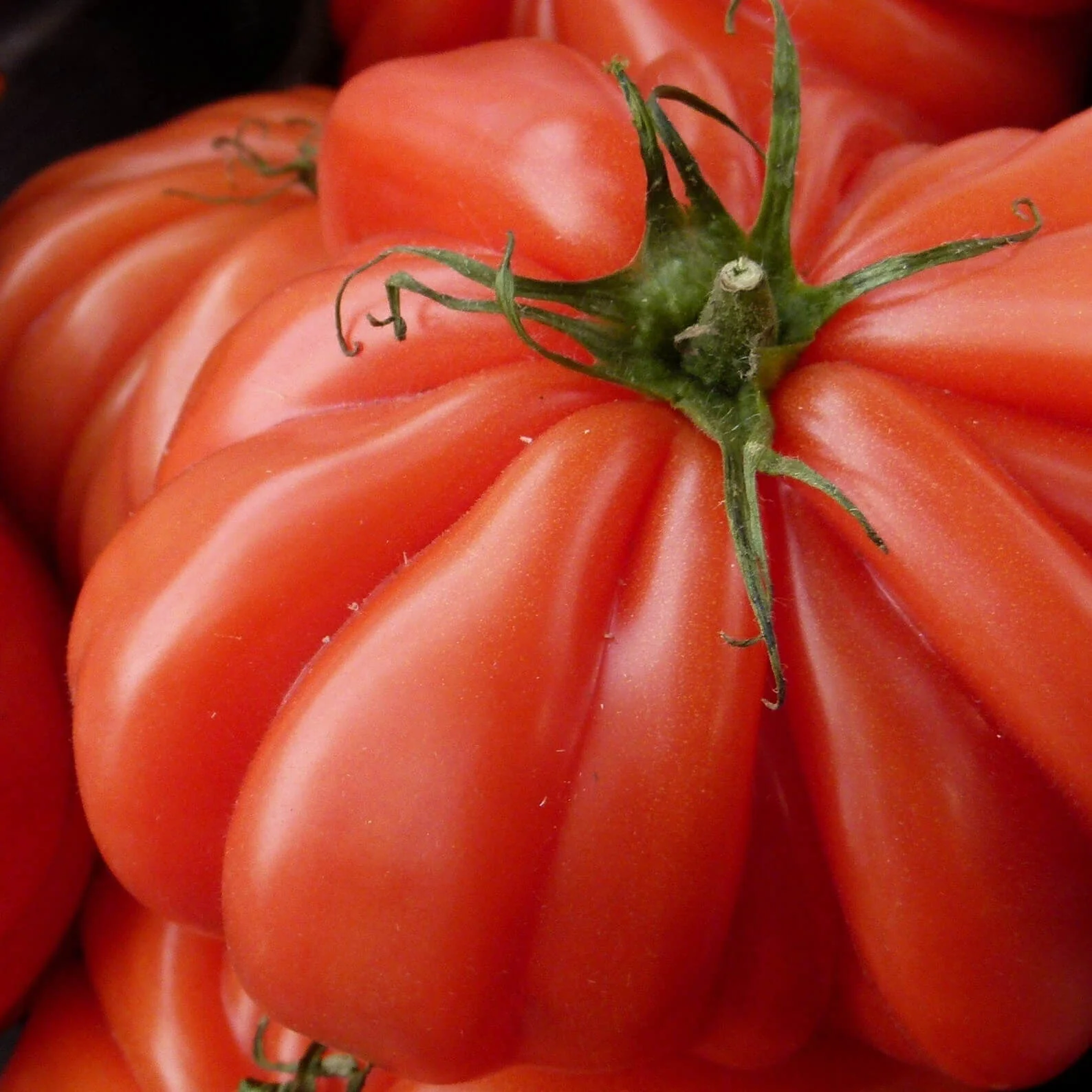 Tomato Beef (25+ Seeds) - Image 6