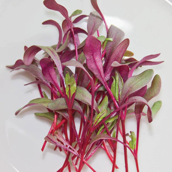 Beetroot: Microgreens Seeds