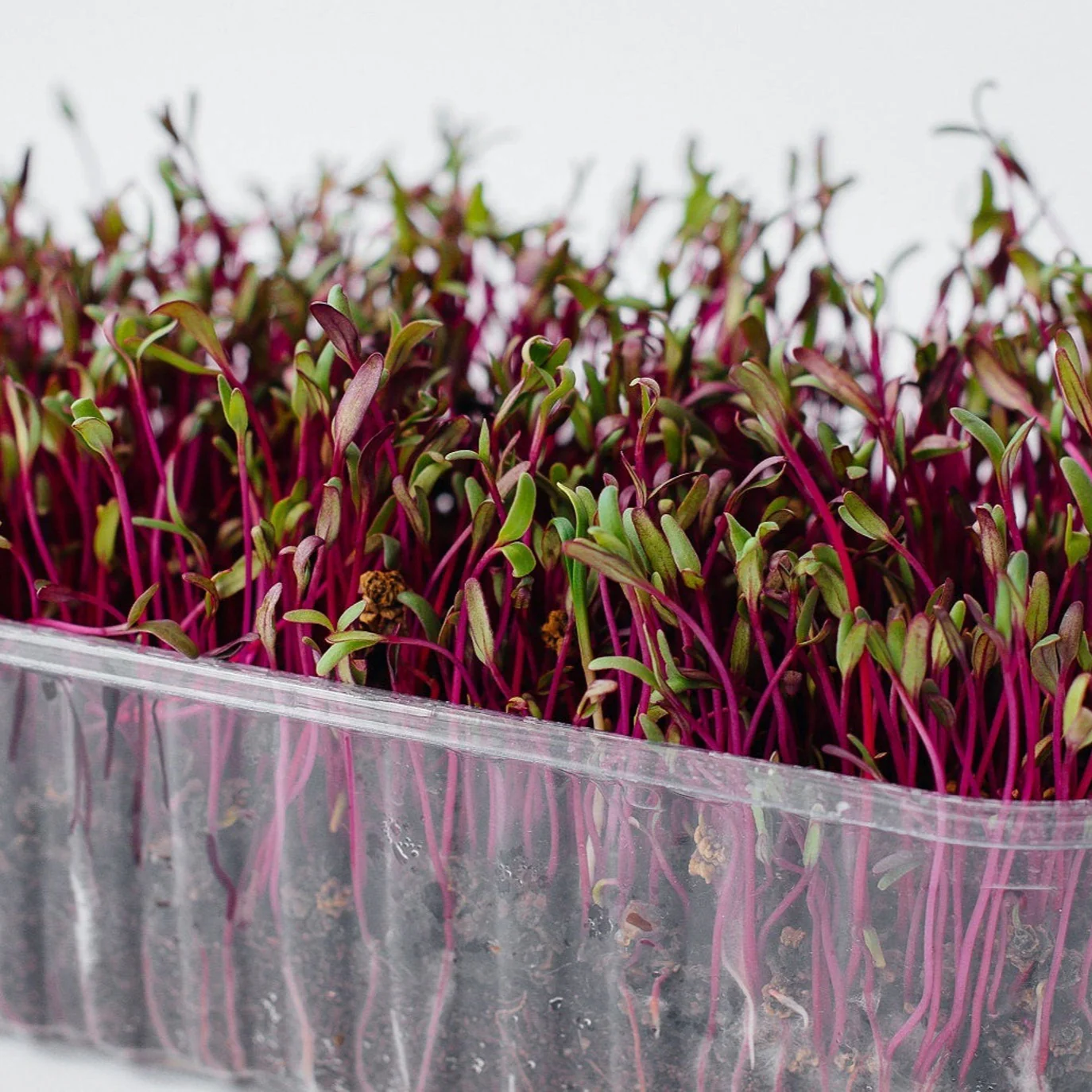 Beetroot: Microgreens Seeds - Image 2