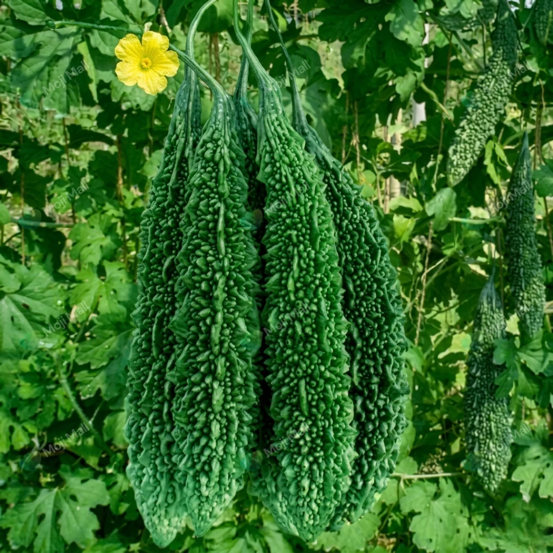 Bitter Gourd – F1 Hybrid Seeds