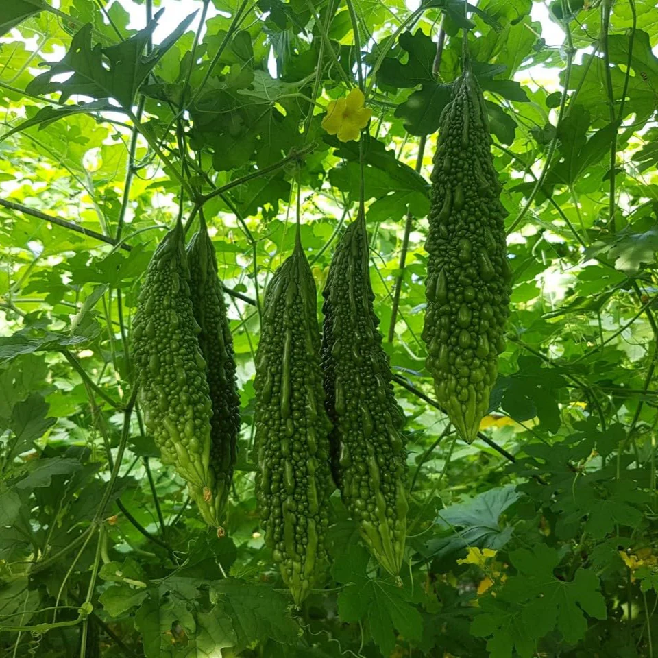 Bitter Gourd – F1 Hybrid Seeds - Image 3