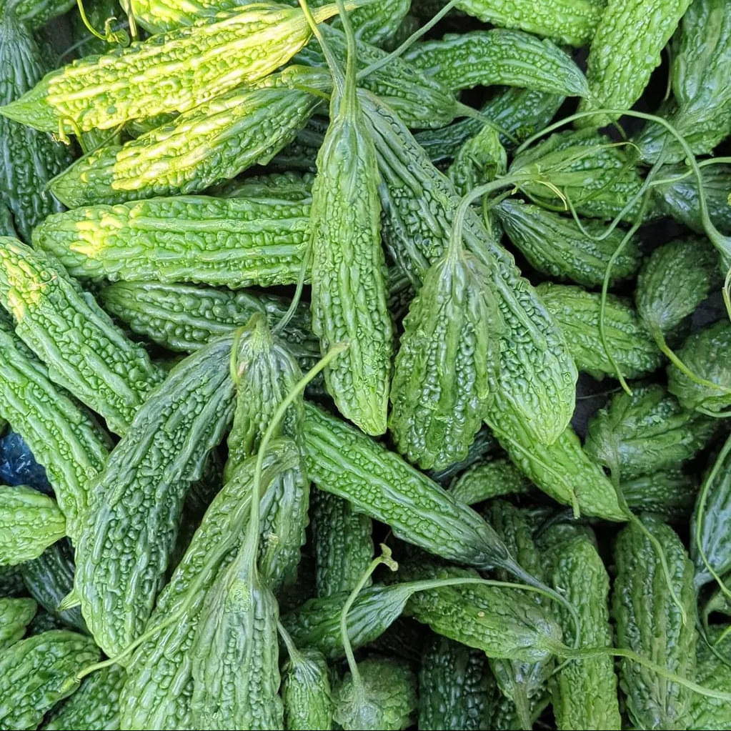 Bitter Gourd – F1 Hybrid Seeds - Image 4