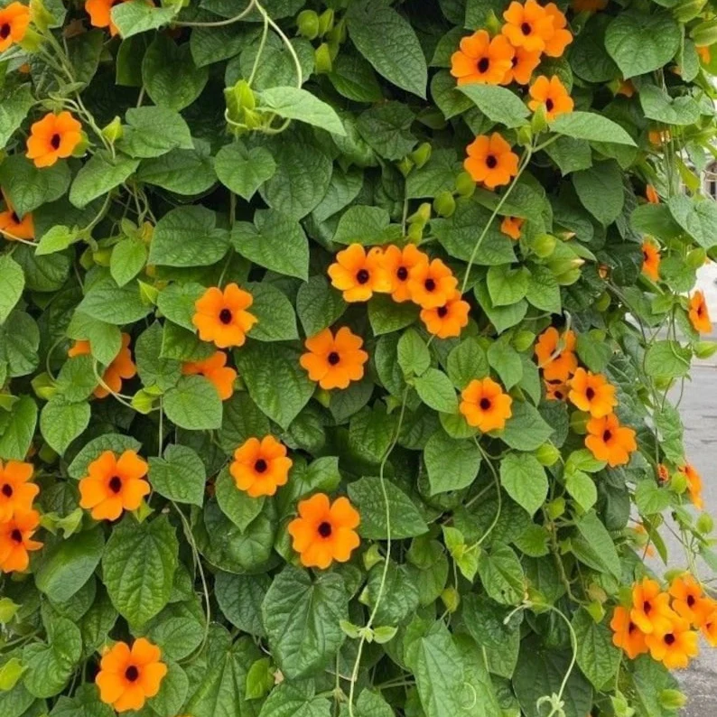 Black Eyed Susan – Seeds