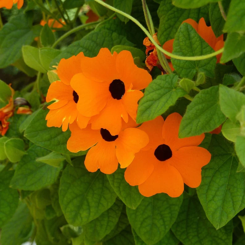 Black Eyed Susan – Seeds - Image 2