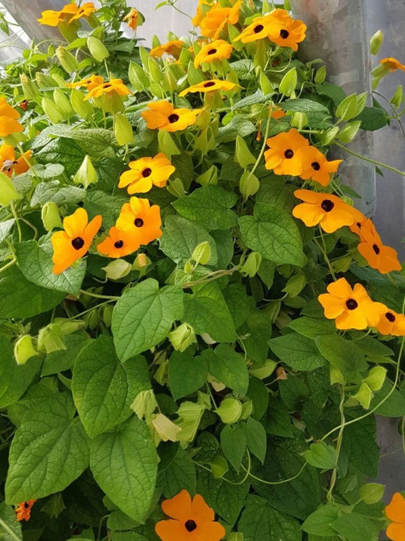Black Eyed Susan – Seeds - Image 3
