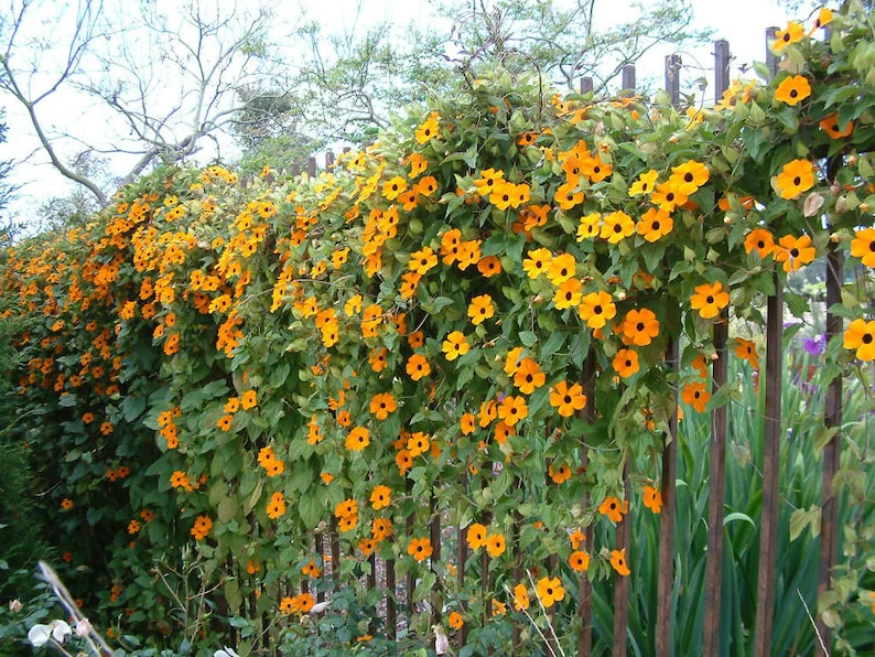 Black Eyed Susan – Seeds - Image 4