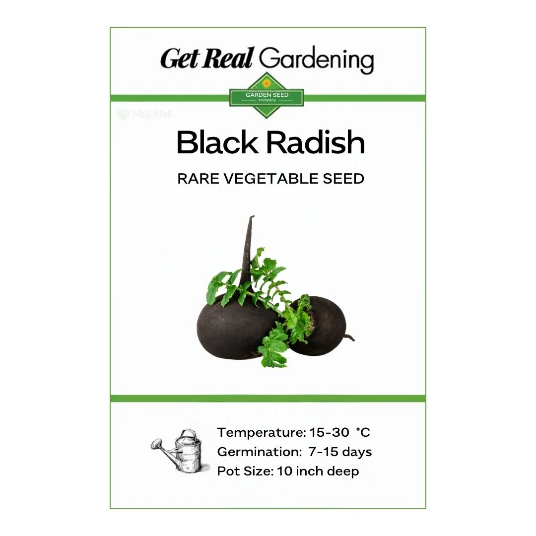 Radish (Black) 40+ Seeds - Image 2