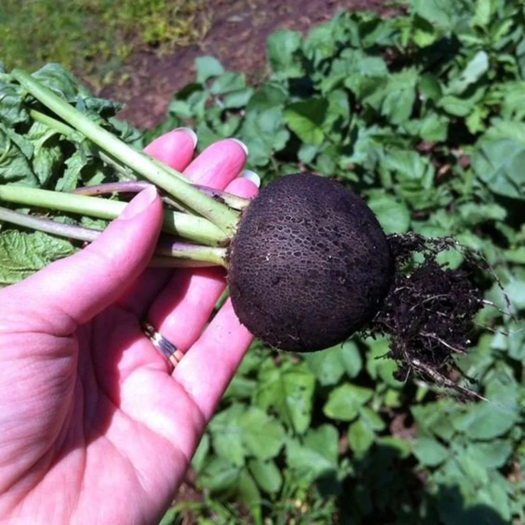 Radish (Black) 40+ Seeds - Image 3