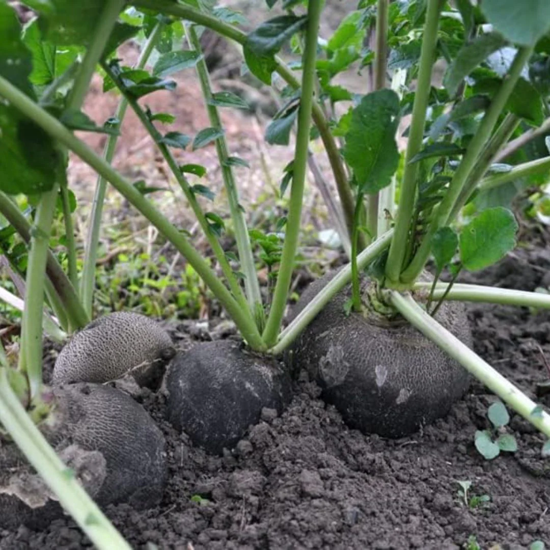 Radish (Black) 40+ Seeds - Image 4