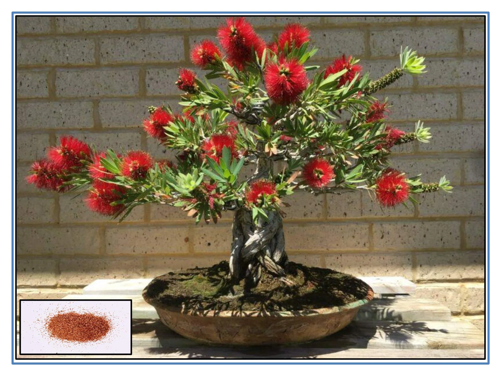 Bottle Bursh – 300+ Tree Seeds - Image 3