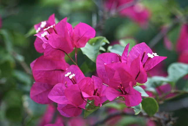 Bougainvillea (بوگن ولیا) Fertilizer - Image 3