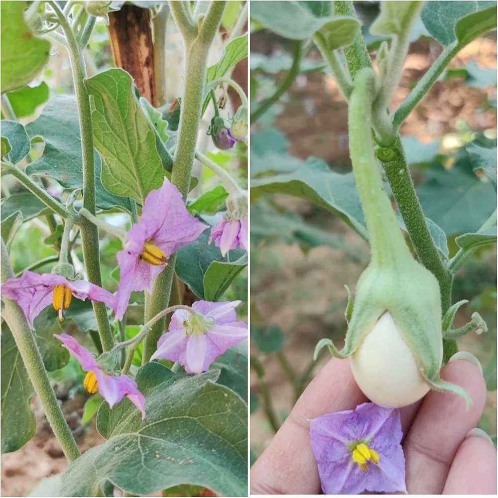 Brinjal White – F1 Hybrid 20+ Seeds - Image 3