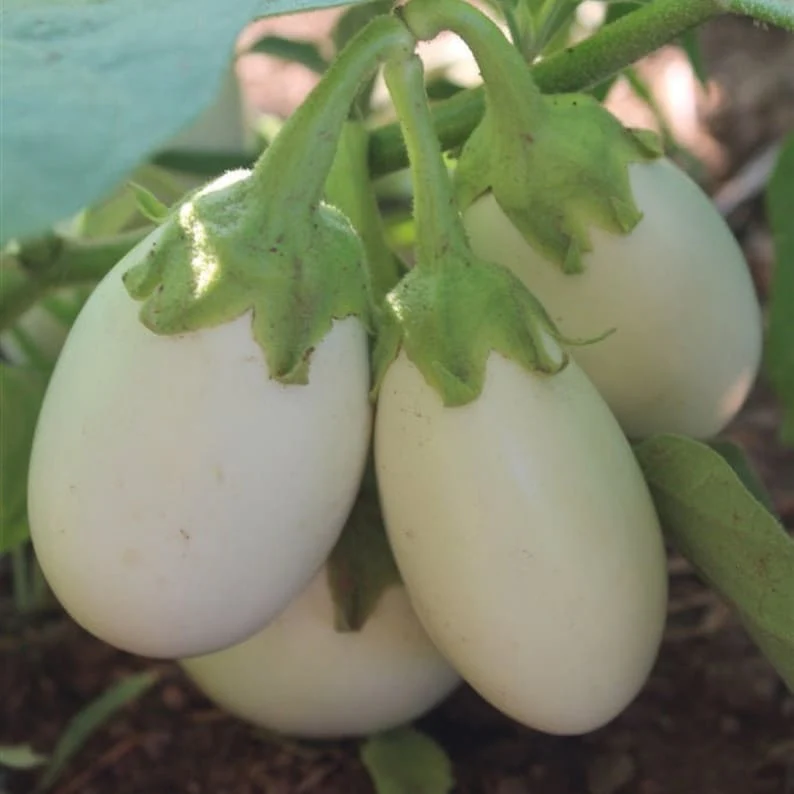 Brinjal White – F1 Hybrid 20+ Seeds - Image 4