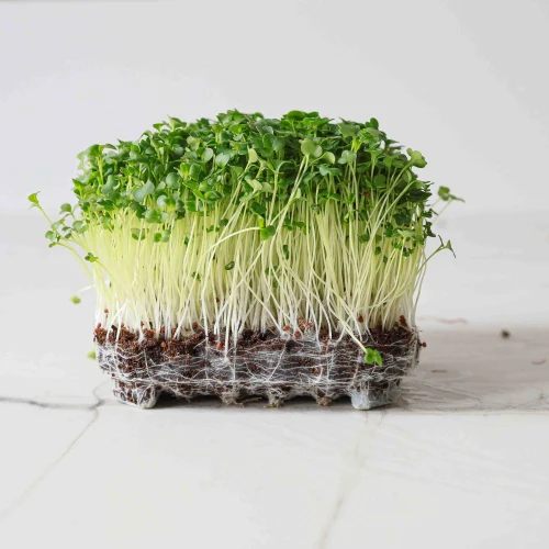 Broccoli: Microgreens Seeds