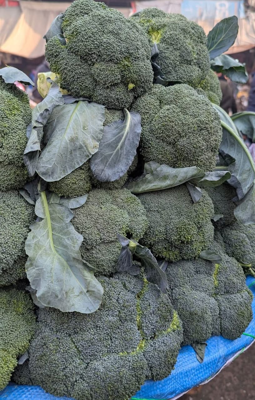 Broccoli (بروکلی) – F1 Hybrid 25+ Seeds - Image 3