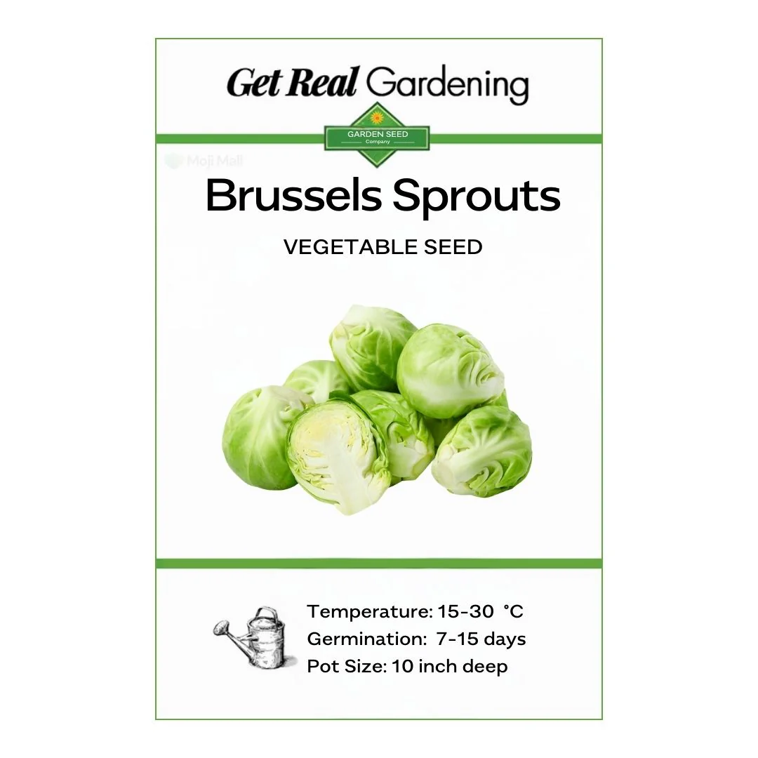 Brussels Sprouts – 30+ Seeds - Image 2