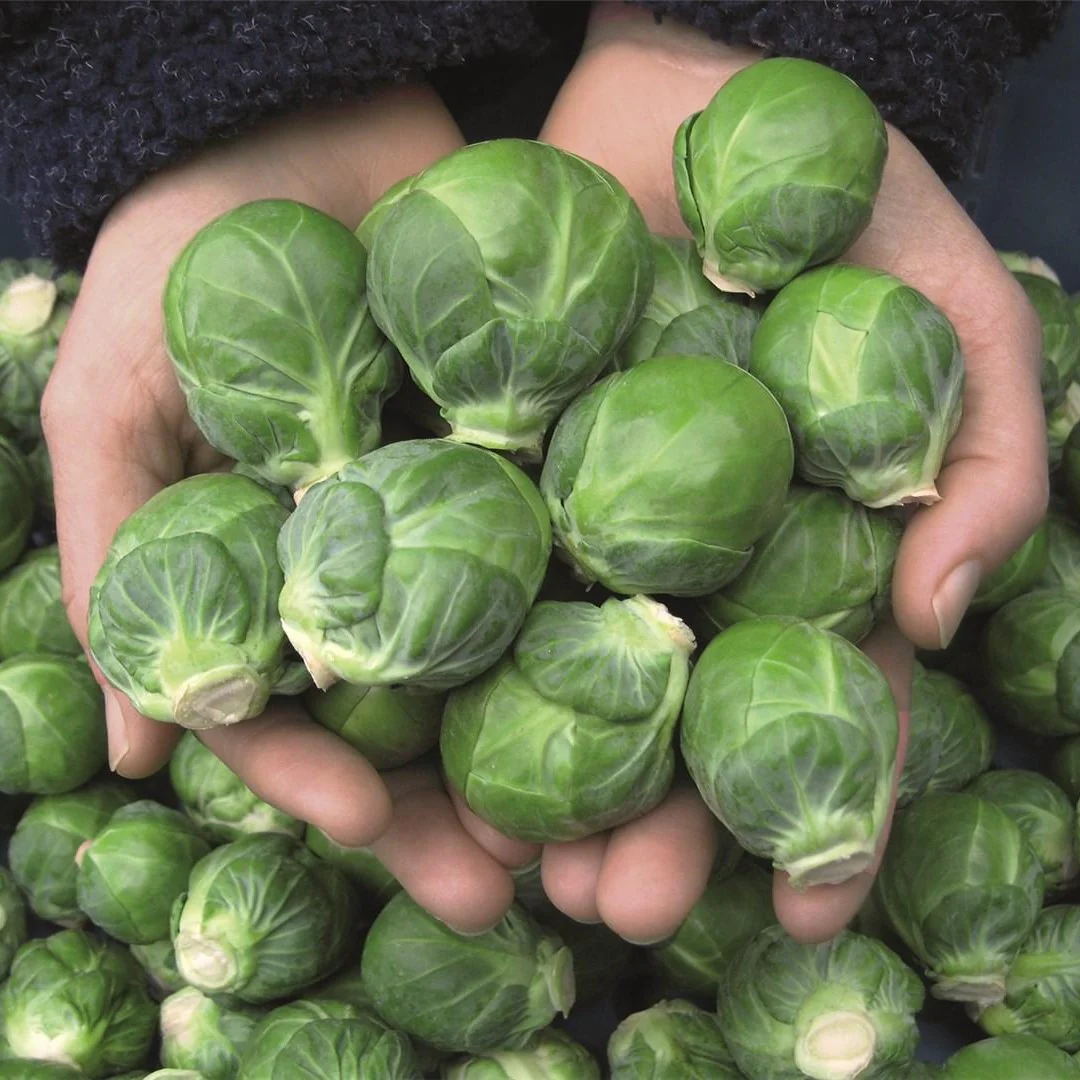 Brussels Sprouts – 30+ Seeds - Image 3