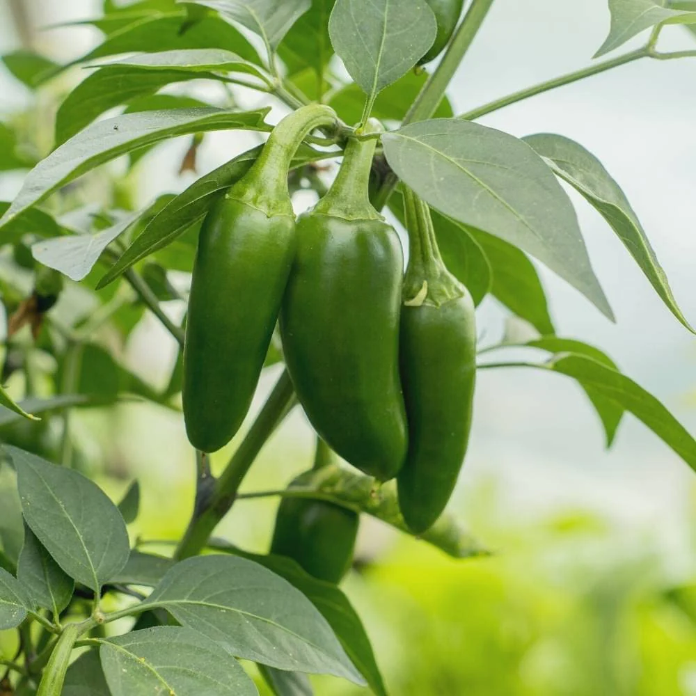 Chili Bullet – F1 Hybrid 25+ Seeds - Image 3
