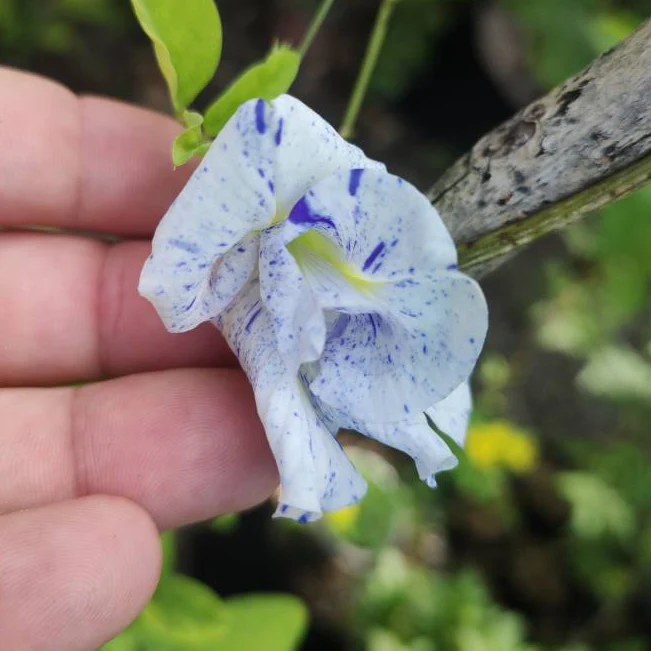Butterfly Pea (Double Blue and white) Creeper – 5 Seeds - Image 2