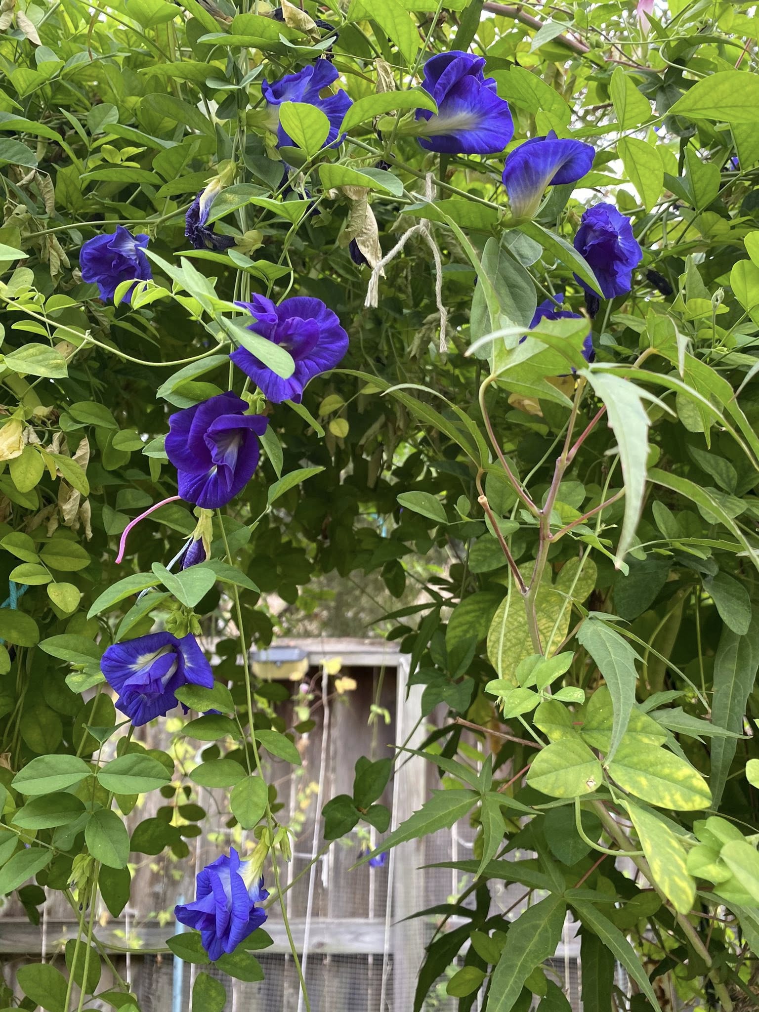 Butterfly Pea (Double Blue) Creeper – 5 Seeds - Image 2