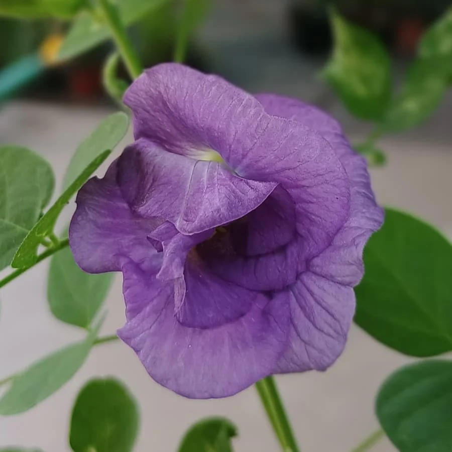 Butterfly Pea (Double Purple) Creeper – 5 Seeds