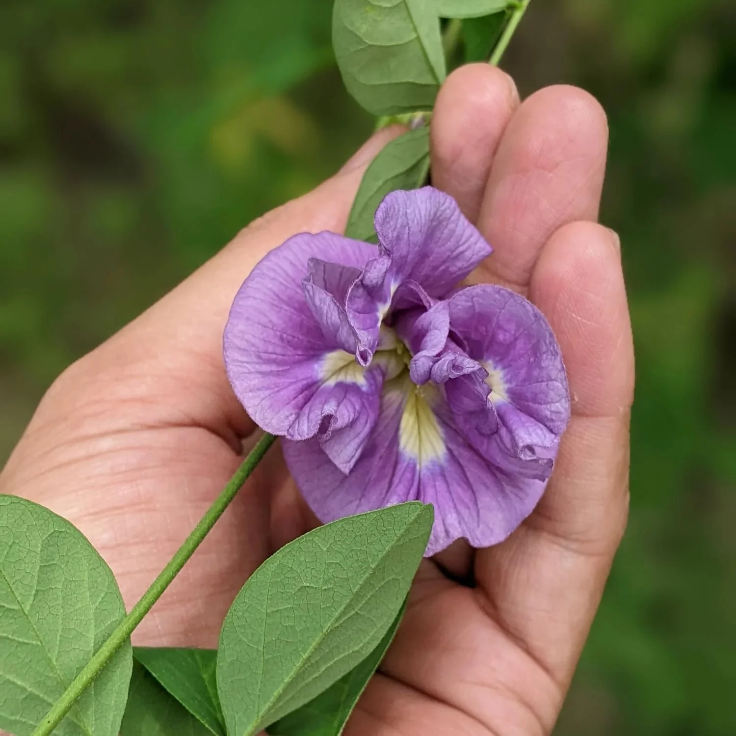 Butterfly Pea (Double Purple) Creeper – 5 Seeds - Image 2