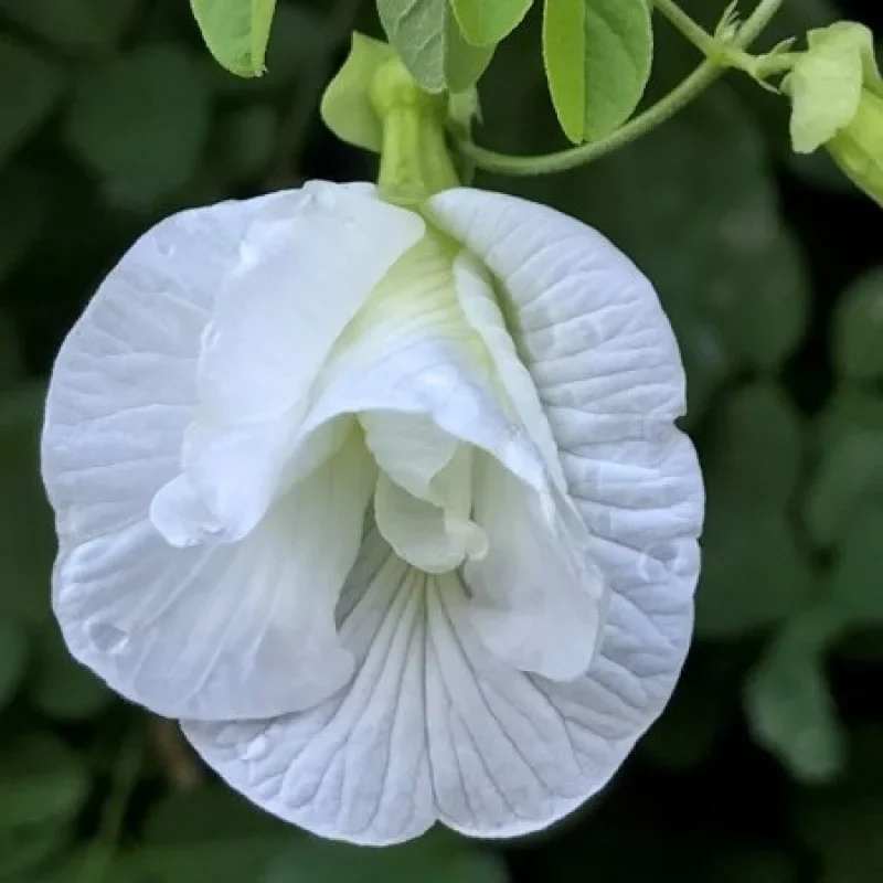 Butterfly Pea (Double White) Creeper – 5 Seeds - Image 2