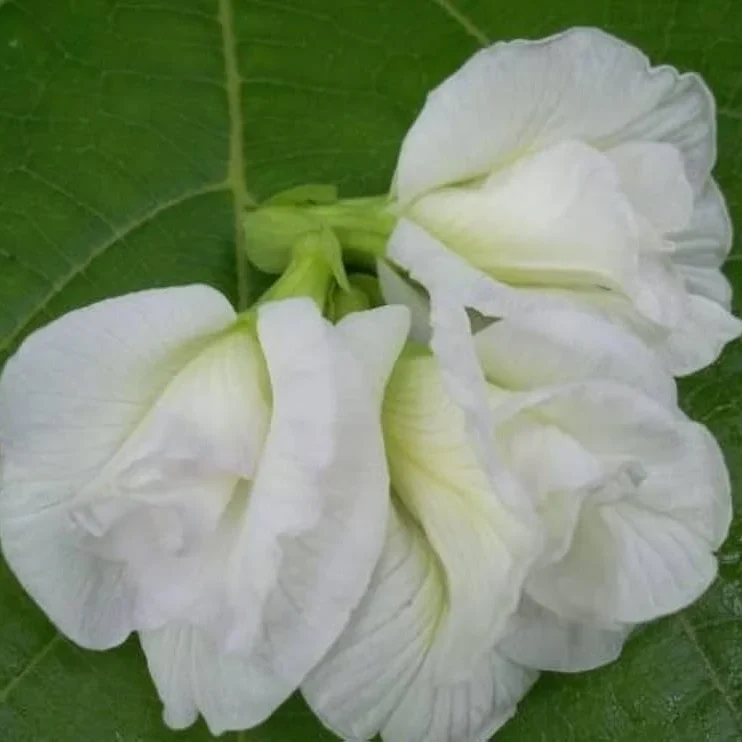 Butterfly Pea (Double White) Creeper – 5 Seeds - Image 3
