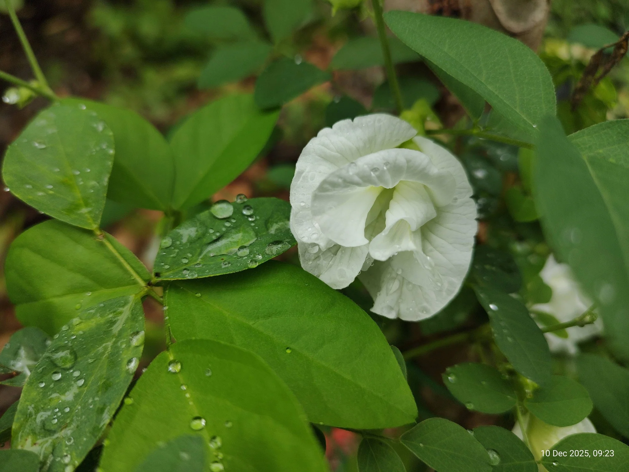 Butterfly Pea (Double White) Creeper – 5 Seeds - Image 4