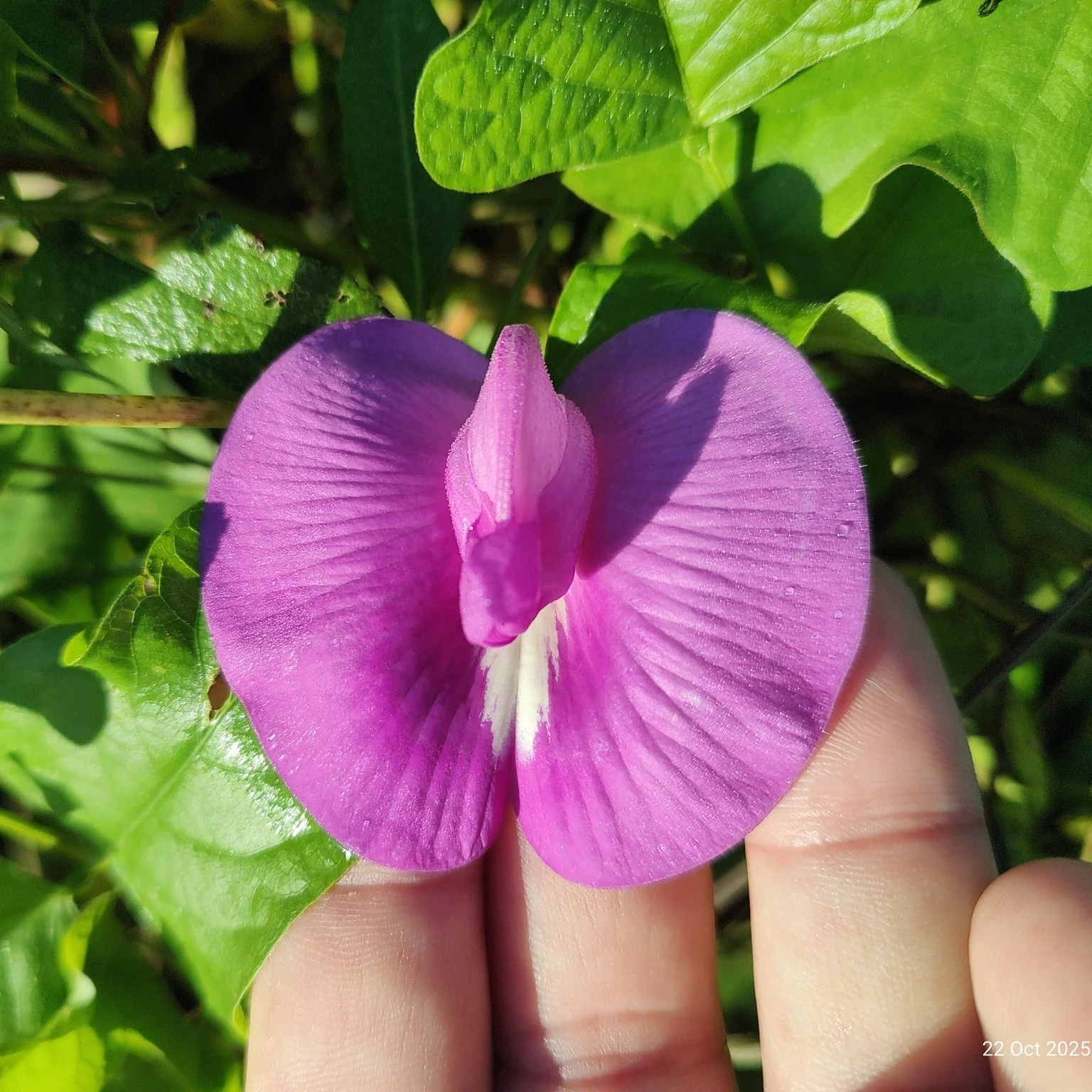 Butterfly Pea (Purple) Creeper – 10 Seeds - Image 2