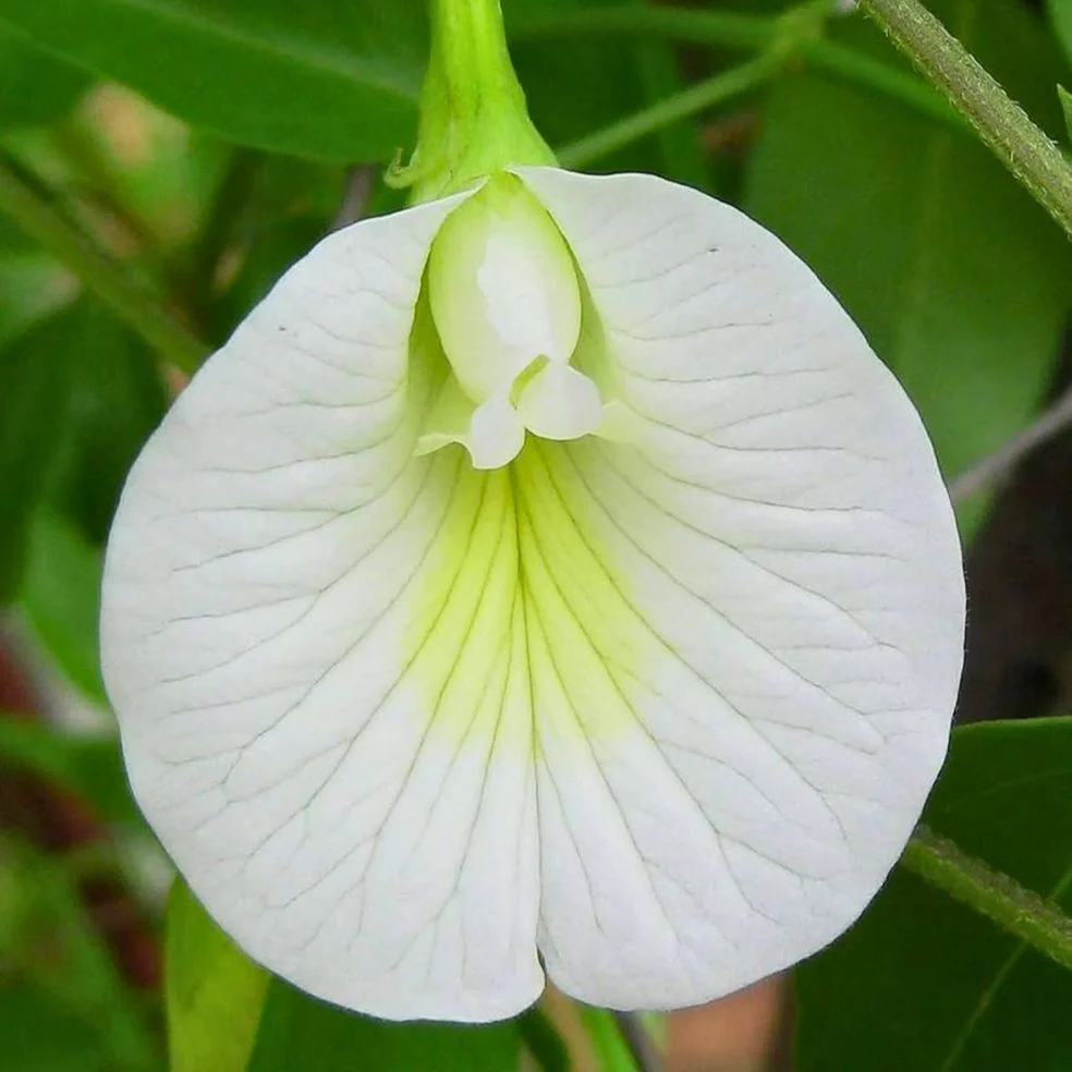 Butterfly Pea (White) Creeper – 10 Seeds