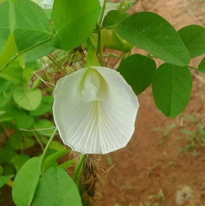 Butterfly Pea (White) Creeper – 10 Seeds - Image 2