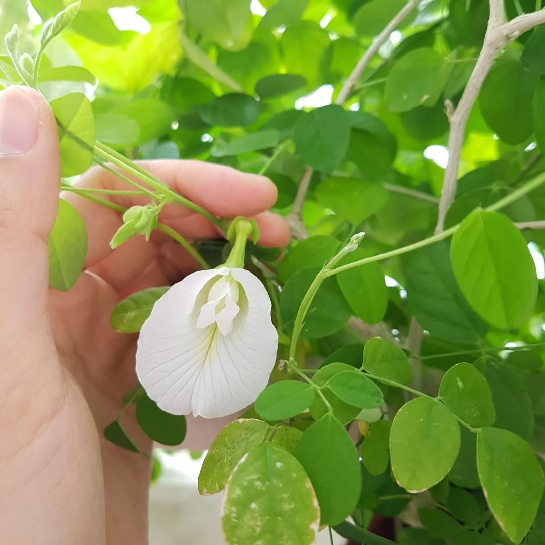 Butterfly Pea (White) Creeper – 10 Seeds - Image 3