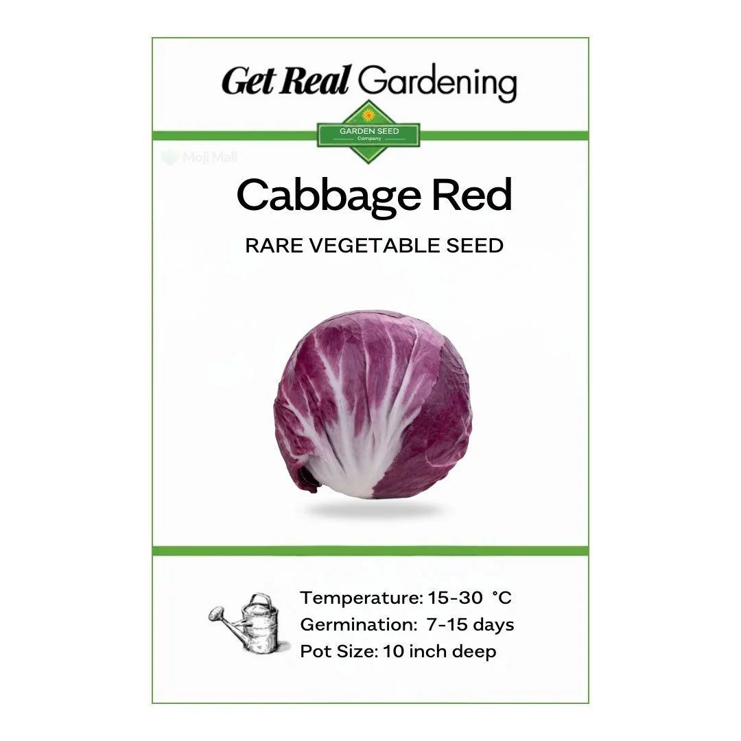 Cabbage Red – 30+ Seeds - Image 2