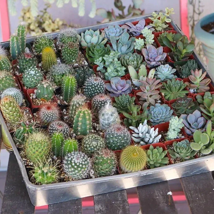 Cactus & Succulent (Soilless) Potting Mix - Image 3