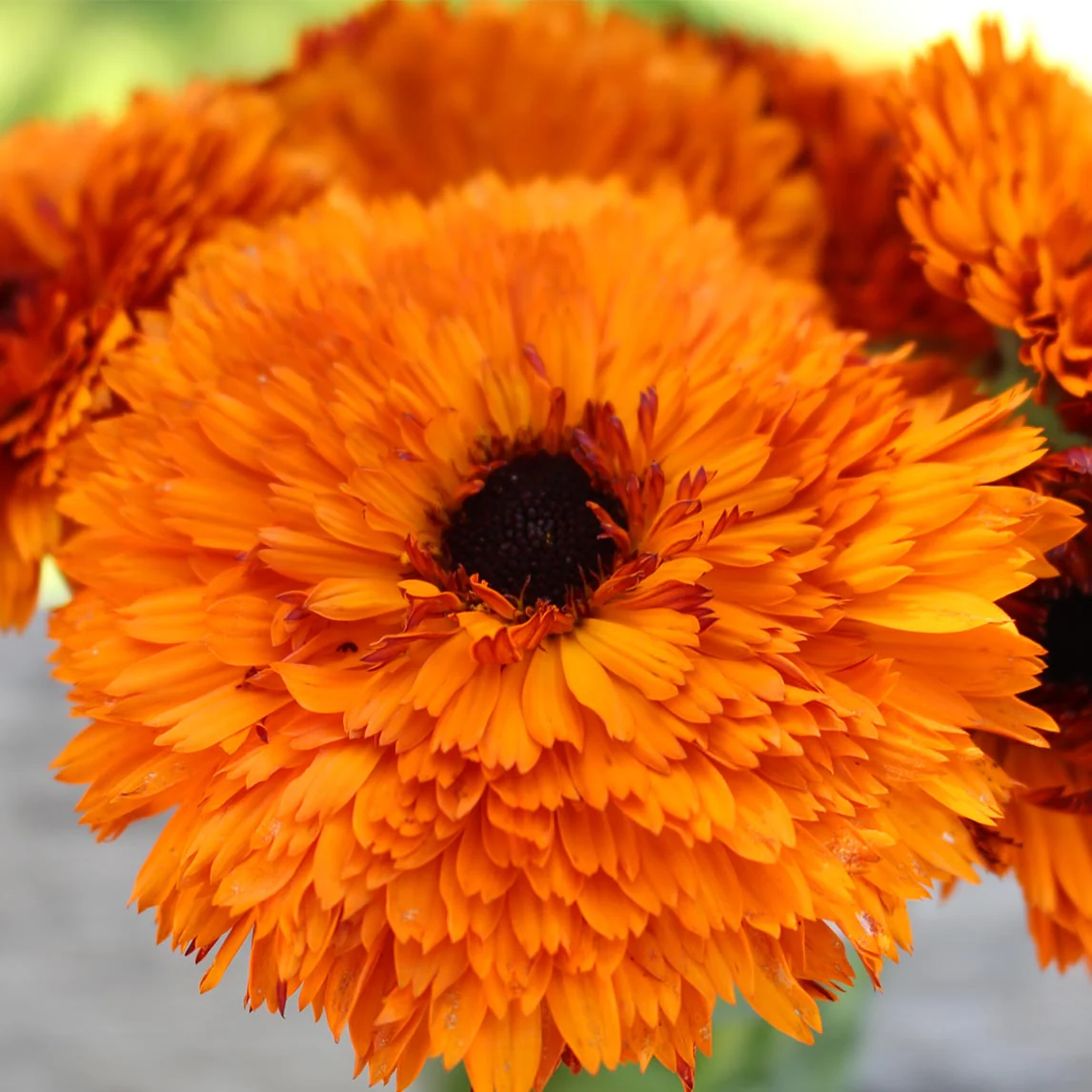Calendula Double Orange – 30+ Seeds (WINTER)