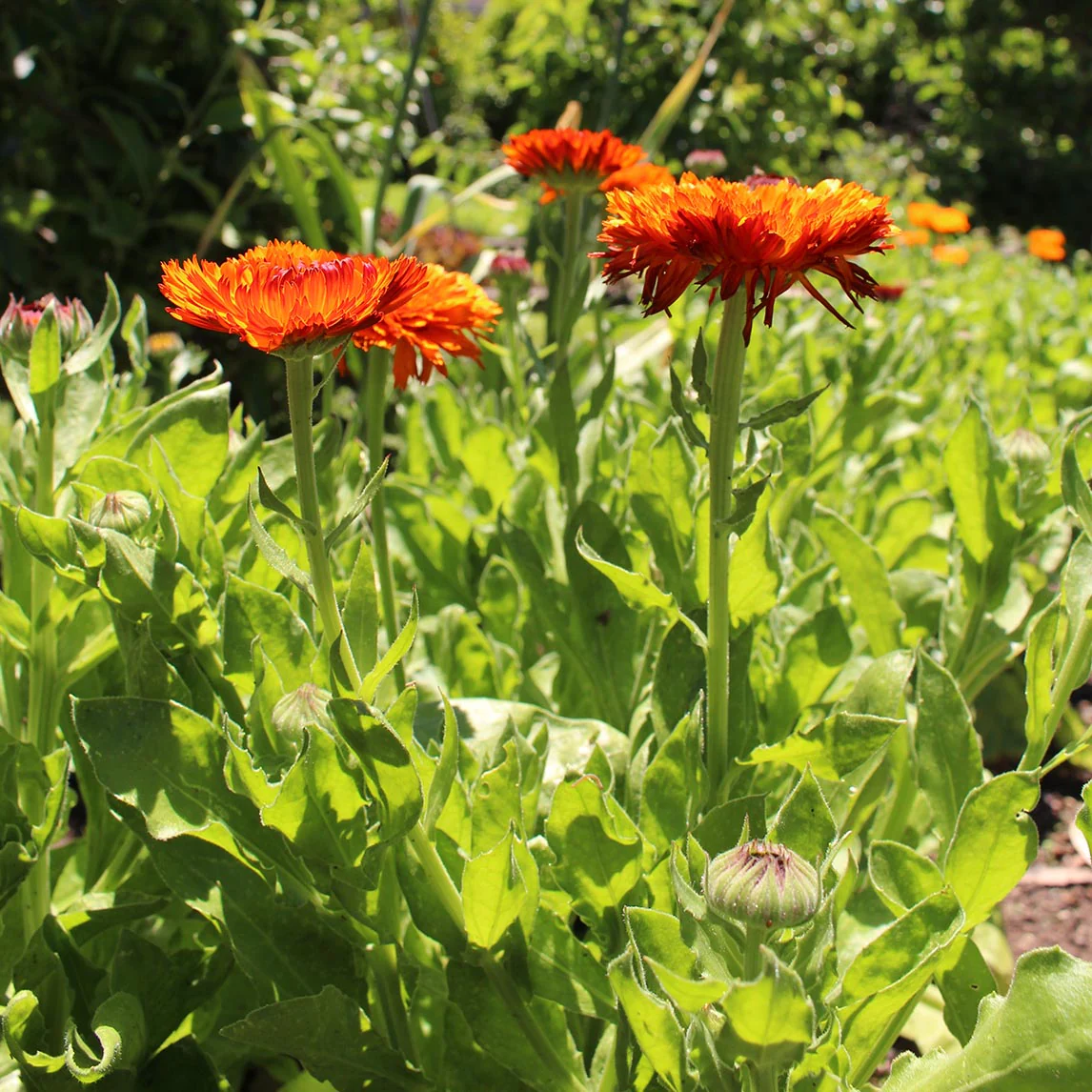 Calendula Double Orange – 30+ Seeds (WINTER) - Image 2